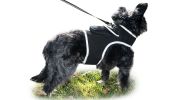 Get Realtime Location Update w/ Pet Tracker GPS Tracking Collars for Dogs Size:S